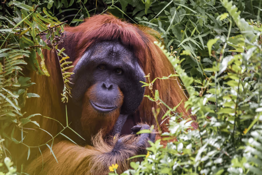 Regenwald mit Urang Utan.