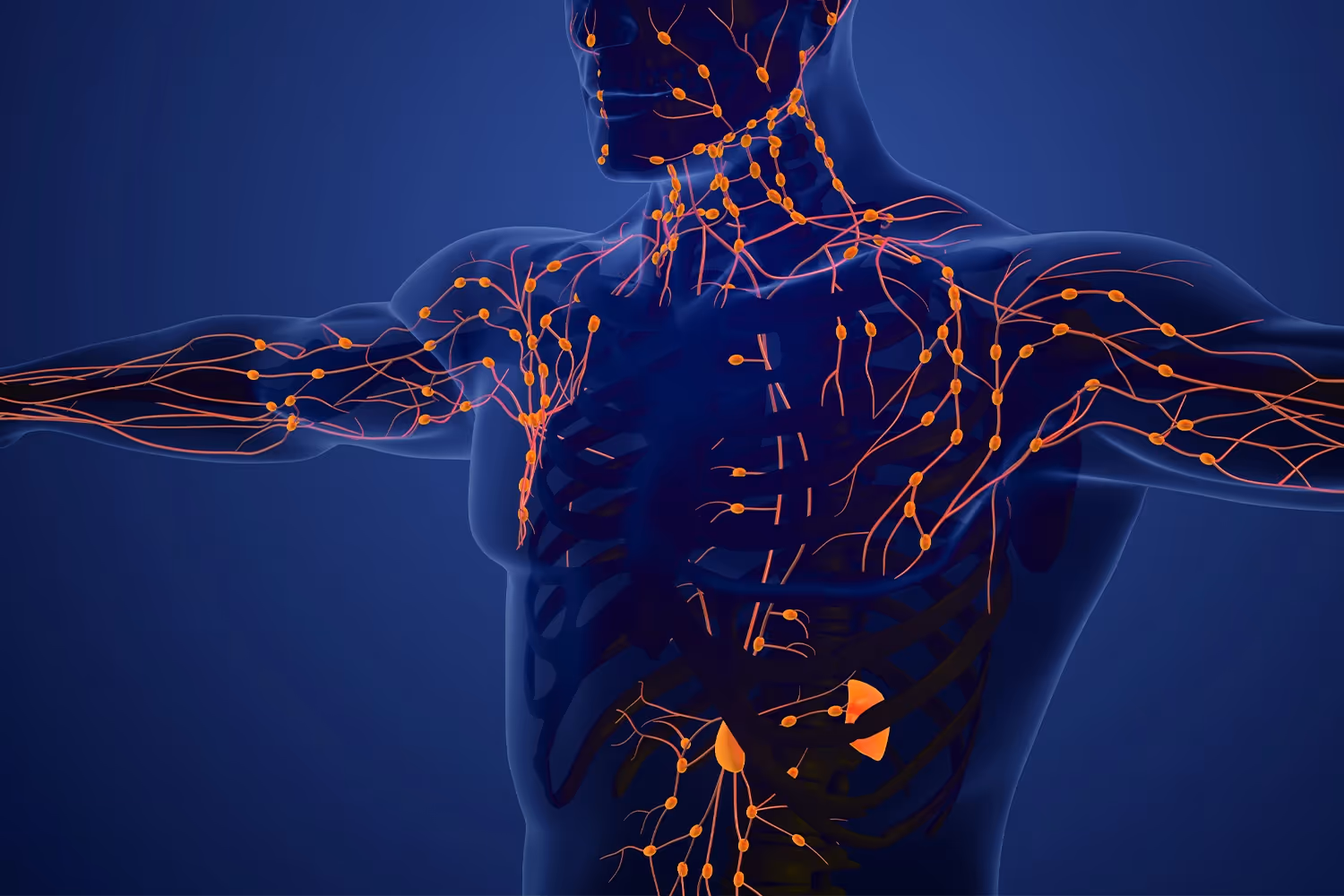 Lymphdrainage zum Abnehmen » Funktioniert es wirklich?