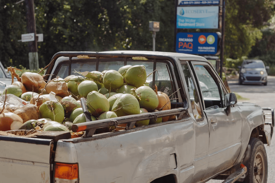 Langer Transportweg für Kokosnüsse.