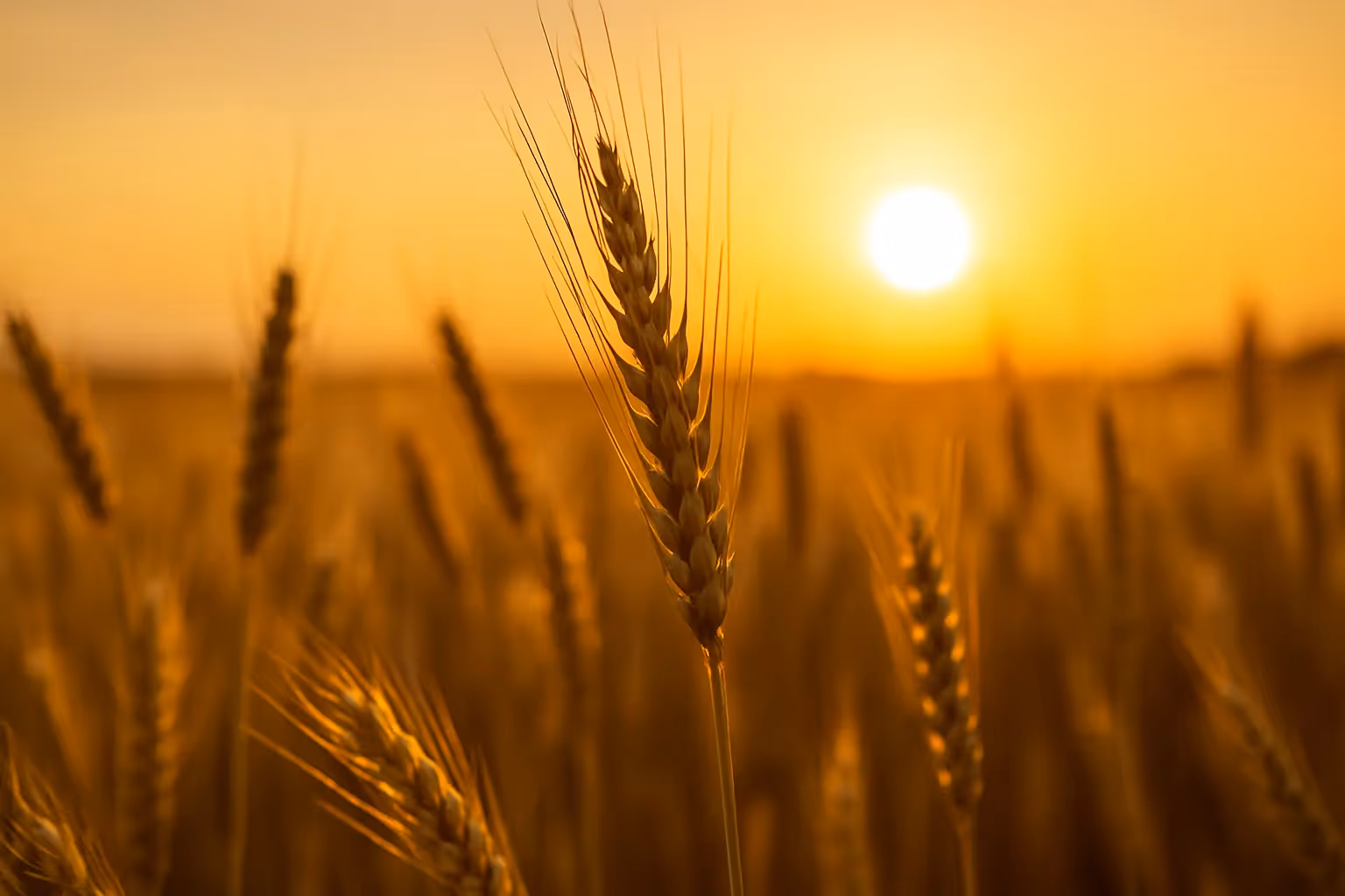 Weizenallergie: Wie Ernährung Dir helfen kann
