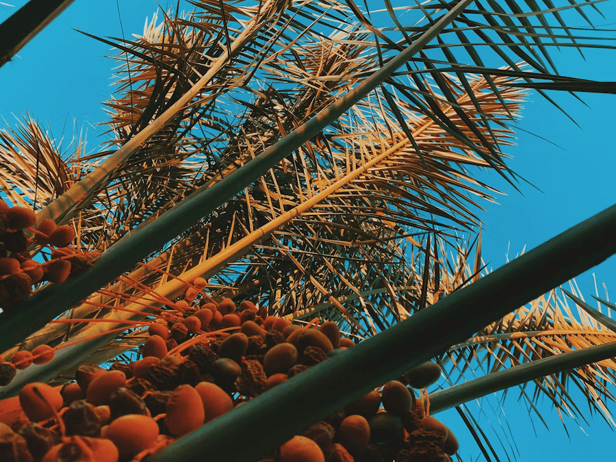 Ist Palmöl Ungesund? Die Wahrheit über das umstrittene Fett