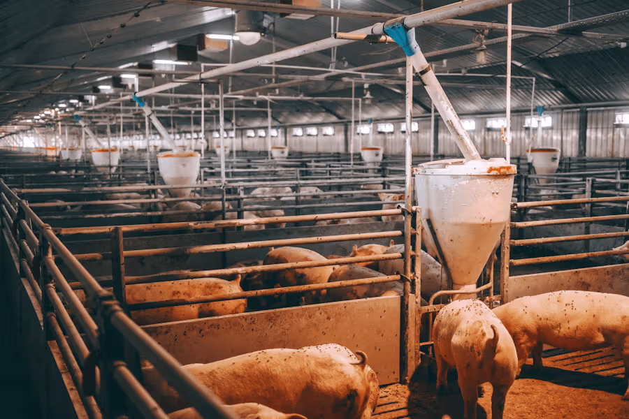 Massentierhaltung, die sich durch eine flexitarische Ernährung reduziert.