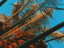 Ölpalme mit orangefarbenen Früchten.