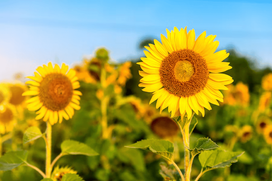 Sind Sonnenblumenkerne gesund? Power-Snack oder versteckte Kalorienfalle?
